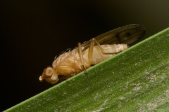 Opomyza florum