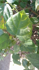 Mallotus repandus