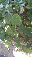 Mallotus repandus