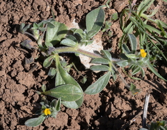 Anthyllis circinnata
