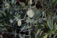 Anthyllis circinnata