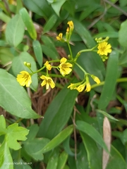 Crepidiastrum lanceolatum