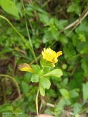 Crepidiastrum lanceolatum