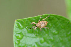 Curculio venosus