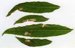 Mompha raschkiella