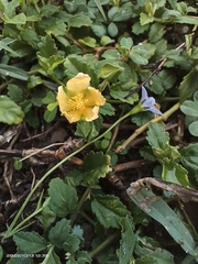 Sida rhombifolia insularis