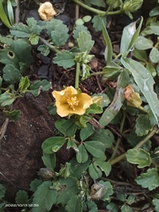 Sida rhombifolia insularis