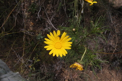 Ursinia paleacea