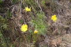 Ursinia paleacea