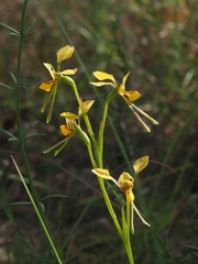Diuris chrysantha