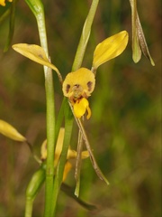Diuris chrysantha
