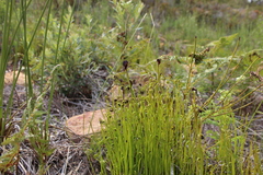 Schizaea pectinata