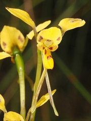 Diuris chrysantha