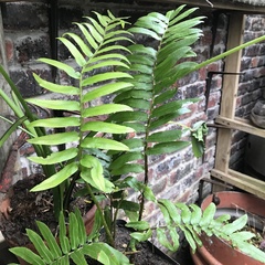 Blechnum capense