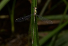 Chalcolestes parvidens