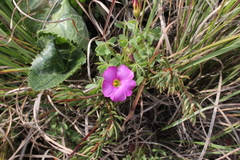 Oxalis heterophylla