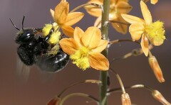 Xylocopa sonorina