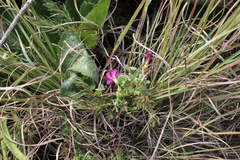 Oxalis heterophylla