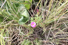 Oxalis heterophylla