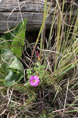 Oxalis heterophylla