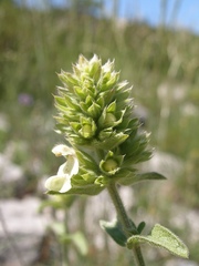 Stachys recta subcrenata