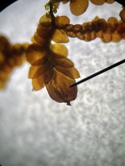 Frullania capensis