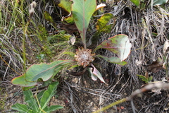 Protea acaulos