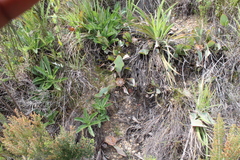 Protea acaulos