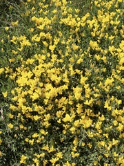 Genista sericea