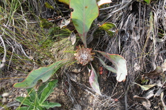 Protea acaulos