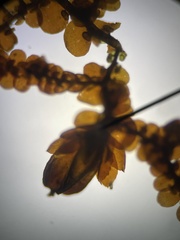 Frullania capensis
