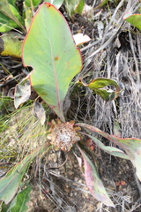 Protea acaulos