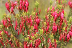 Erica plukenetii