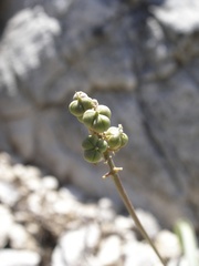 Hyacinthella dalmatica