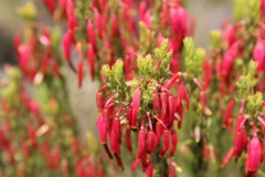 Erica plukenetii