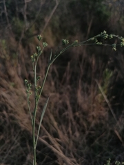 Bupleurum tenuissimum