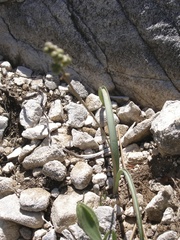 Hyacinthella dalmatica