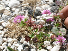 Trifolium resupinatum