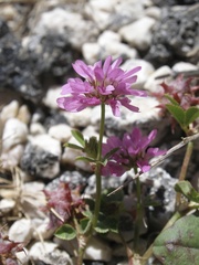 Trifolium resupinatum