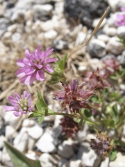 Trifolium resupinatum