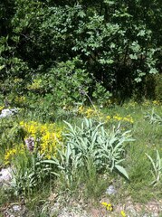 Salvia brachyodon