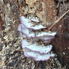 Trichaptum biforme