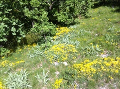 Salvia brachyodon