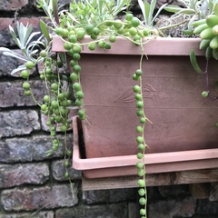 Curio rowleyanus