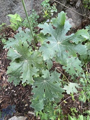 Psacalium peltatum