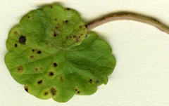Puccinia glechomatis