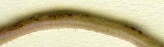 Puccinia glechomatis