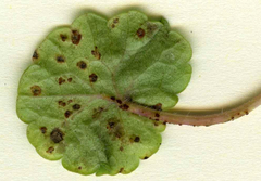 Puccinia glechomatis