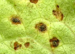 Puccinia glechomatis
