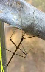 Megaphasma denticrus